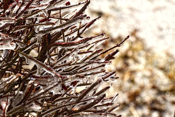 Hielo aferrándose a ramas —  Fotos de Stock