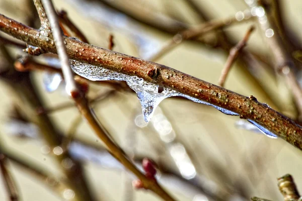 氷の枝にしがみついて — ストック写真