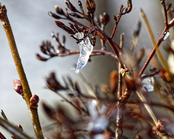 Hielo aferrándose a ramas —  Fotos de Stock