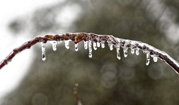 氷の枝にしがみついて — ストック写真