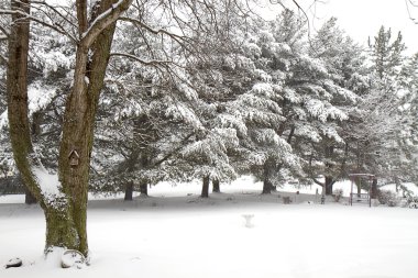 Kar sahneleri Blizzard işlemi devam ederken