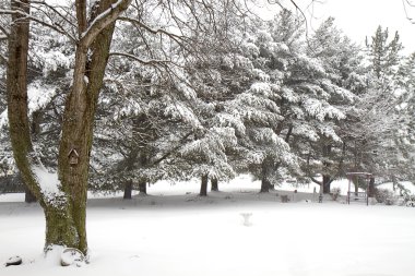 Snow scenes in midst of Blizzard clipart