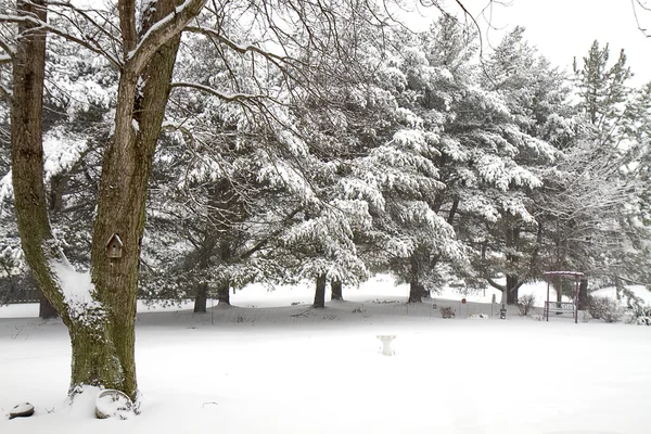 Cenas de neve no meio da nevasca — Fotografia de Stock