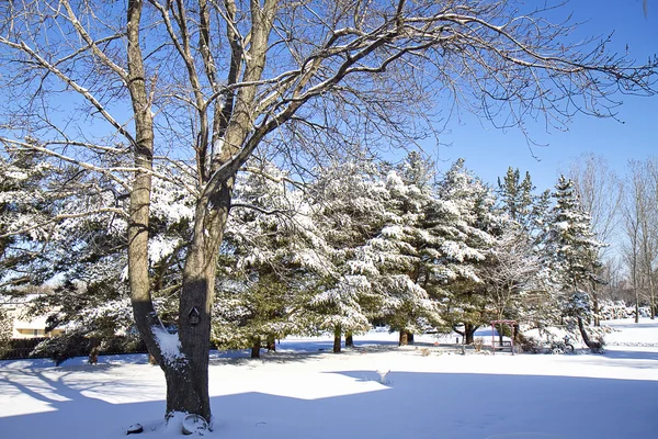 Clear day after Snow Storm — Stock Photo, Image