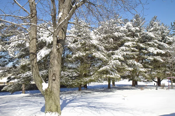 Día despejado después de tormenta de nieve — Foto de Stock