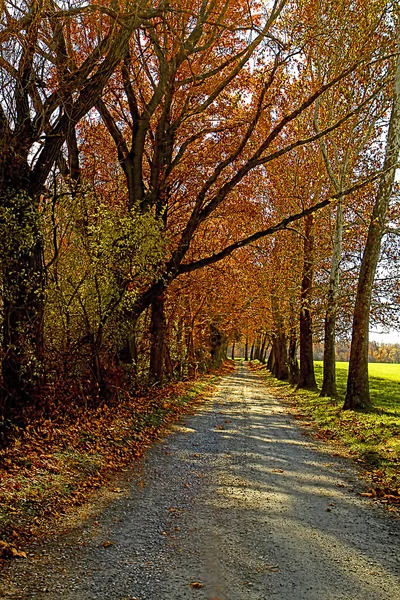 Köy yolunda sonbahar sezonunda ağaçları ile kaplı — Stok fotoğraf