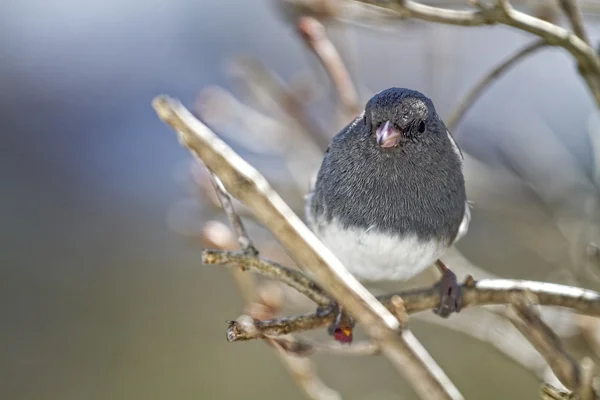 Junco kuş dizesini dalı — Stok fotoğraf