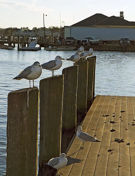 Чайки сидят на переборках в гавани — стоковое фото