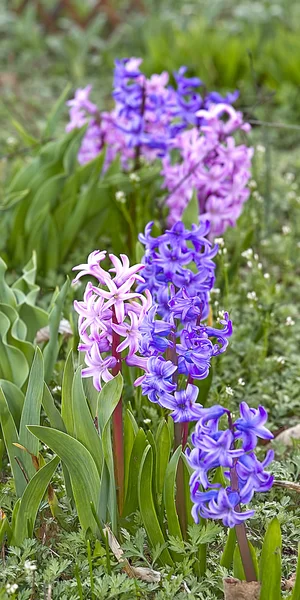 Row of hyacinths in pink and lavender — Stock Photo, Image