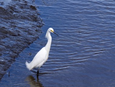 Wildlife Refuge Snowy sorguçlar ' bataklık sular