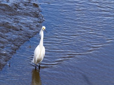 Wildlife Refuge Snowy sorguçlar ' bataklık sular