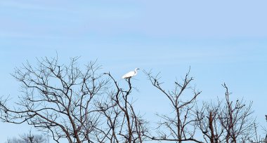 Wildlife Refuge Snowy sorguçlar ' bataklık sular