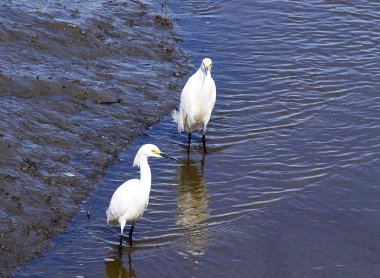 Wildlife Refuge Snowy sorguçlar ' bataklık sular