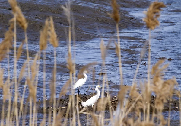 Snowy Egrets in Wildlife Refuge' swamp waters — Stock Photo, Image