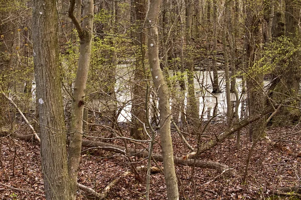 Водно-болотні угіддя притулок сценічних майданчиків безплідні дерев і болота — стокове фото