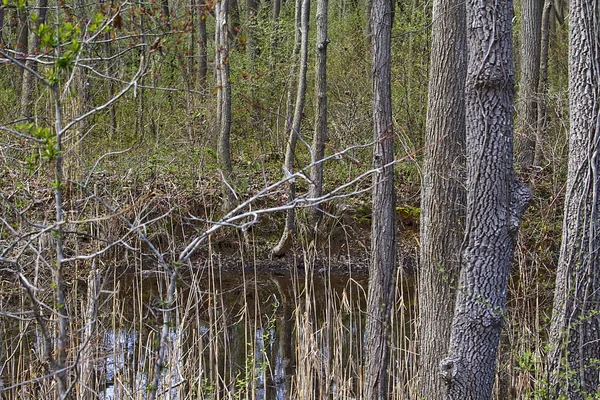 光秃秃的树木和沼泽的湿地避难所风景名胜区 — 图库照片