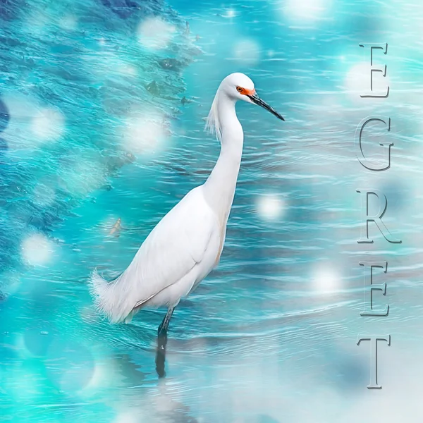 Egret med Aqua Bokeh bild och Text — Stockfoto