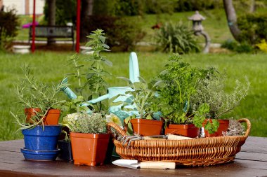 Assortment of Herbs in baskets and planters around Watering Can clipart