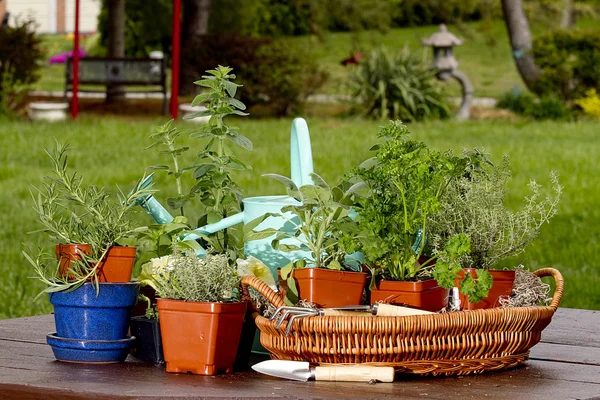 Assortiment van kruiden in manden en plantenbakken rond gieter — Stockfoto