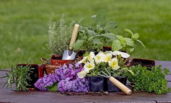 Kräuter, Blumen, Pflanzkübel und Gartengeräte — Stockfoto