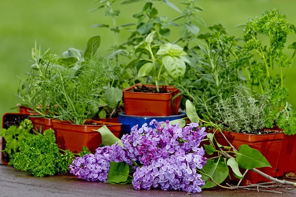 Herbes, fleurs, jardinières et outils de jardinage — Photo