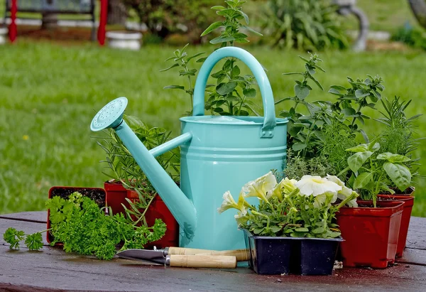 Assortiment d'herbes entourant l'eau bleue peut — Photo