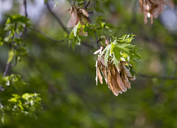 Árboles de arce, hélices de temporada de primavera —  Fotos de Stock