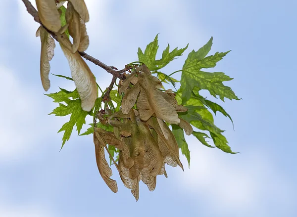 カエデの木は、春シーズンのプロペラ — ストック写真
