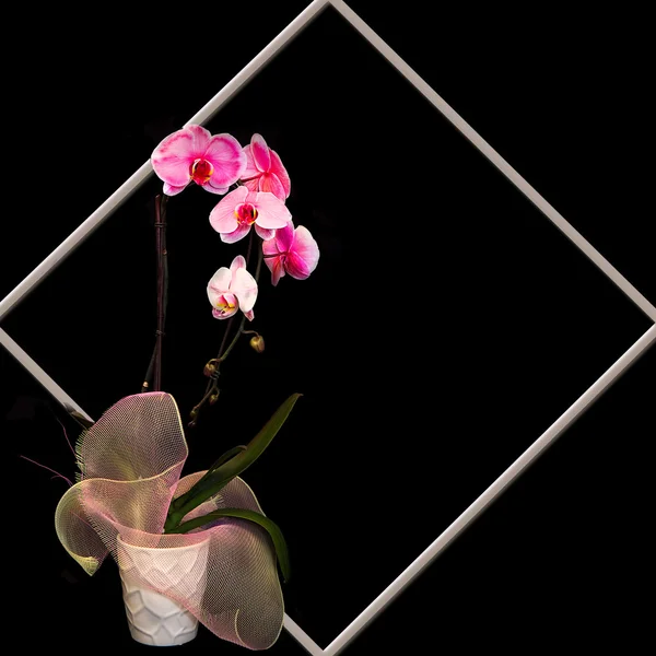 Fuchsia Orchids on Black Background — Stock Photo, Image