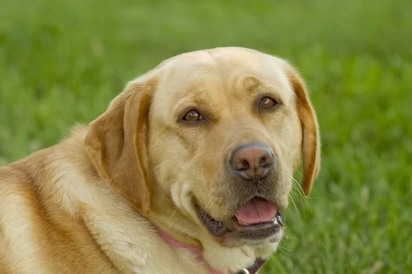 Closeup headshot of Golden Labrador Retriever — Stock Photo, Image