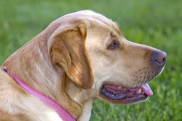 Closeup headshot of Golden Labrador Retriever — Stock Photo, Image