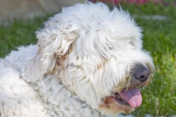 Closeup headshot of White Golden Doodle — Stock fotografie