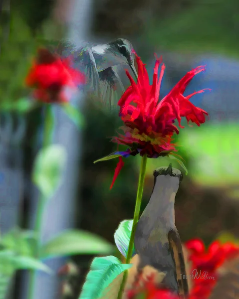 Kolibries getextureerde illustratie — Stockfoto