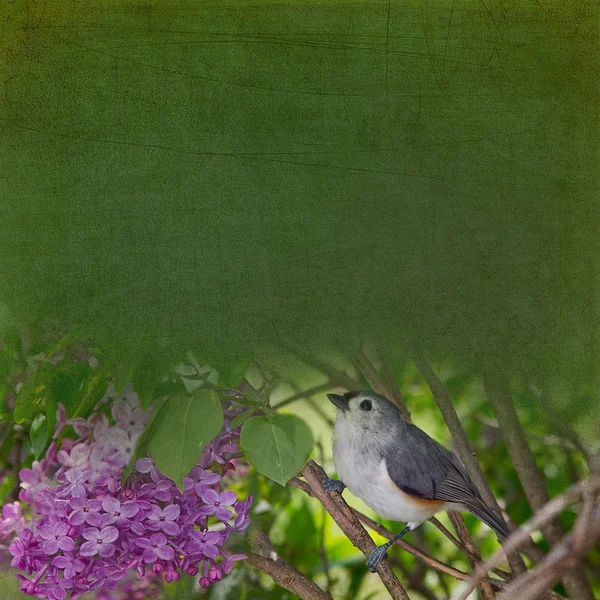 Titmouse pássaro e Lilacs fundo — Fotografia de Stock