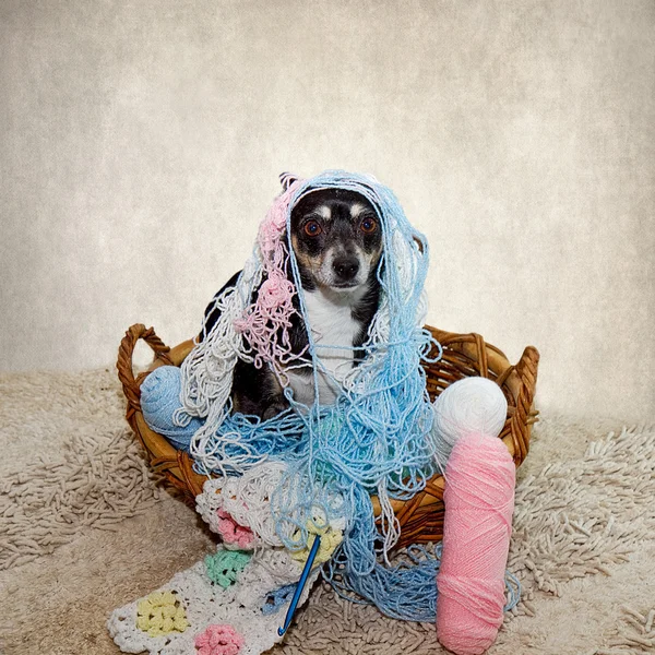Terrier Dog with Yarn Strung all over her
