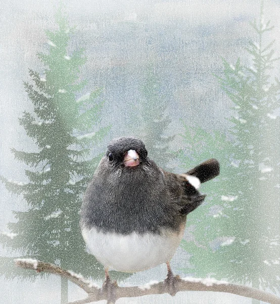 Grauer Vogel hockt während der Wintersaison auf Gliedmaßen — Stockfoto