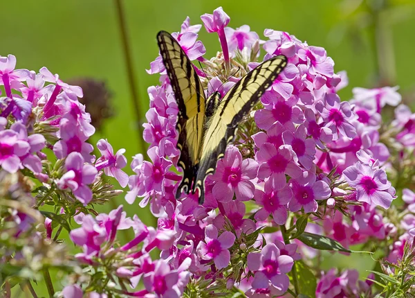 Beautiful Butterfly on Flowers — Stock Photo, Image