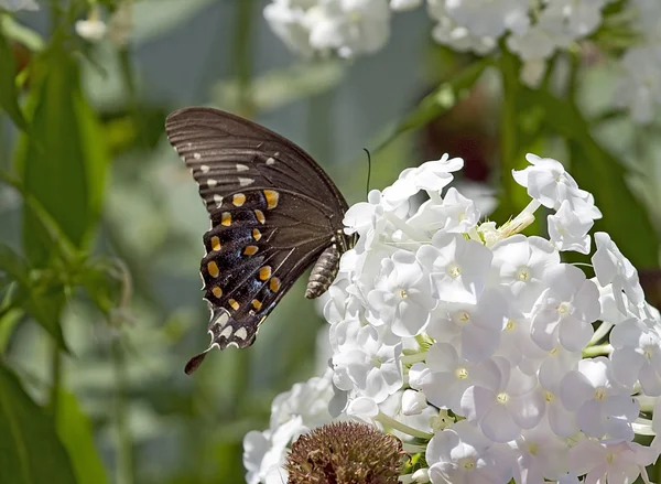 Beautiful Butterfly on Flowers — Stock Photo, Image