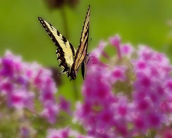 Butterfly isolated against blurred flower background — Stock Photo, Image