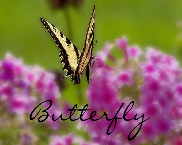 Butterfly isolated against blurred flower background - TEXT - Butterly — Stock Photo, Image