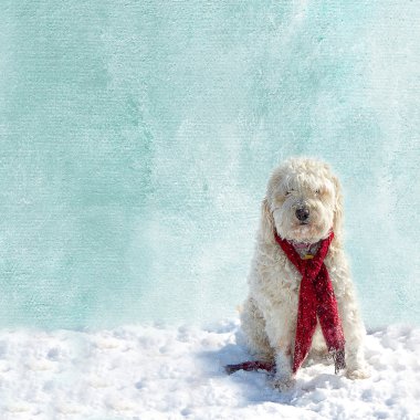 Dokulu mavi/beyaz arka plan kar sahne ile köpek