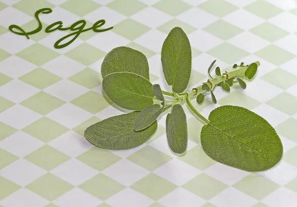 Herb sage on green checkered background - Text