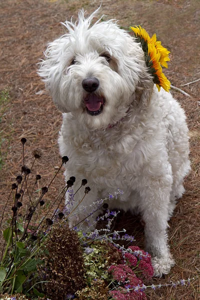 Weiße goldene Doodle Hund & Sonnenblumen — Stockfoto