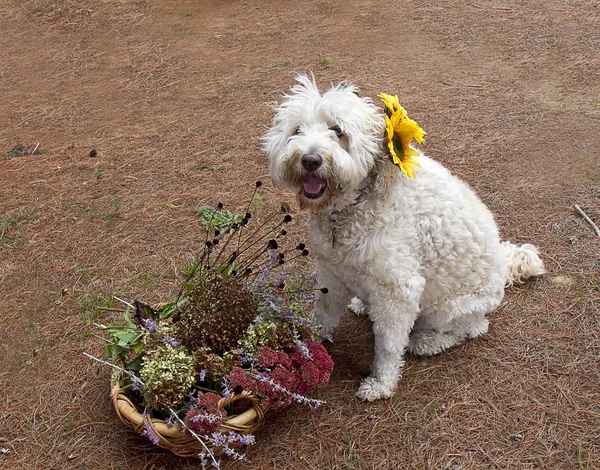 Weiße goldene Doodle Hund & Sonnenblumen — Stockfoto