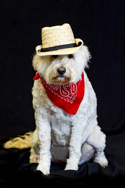 Cão branco usando chapéu Fedora — Fotografia de Stock