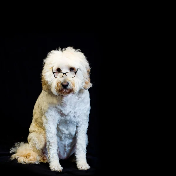 Белая собака в очках с черной ободкой — стоковое фото