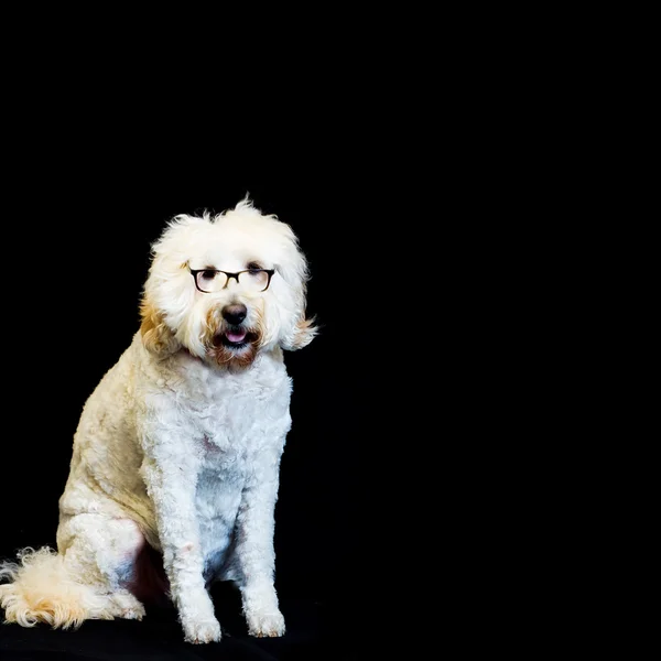 Белая собака в очках с чёрной ободкой Федоры — стоковое фото