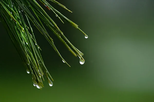 Des gouttes de pluie suspendues à de longues aiguilles de pin — Photo