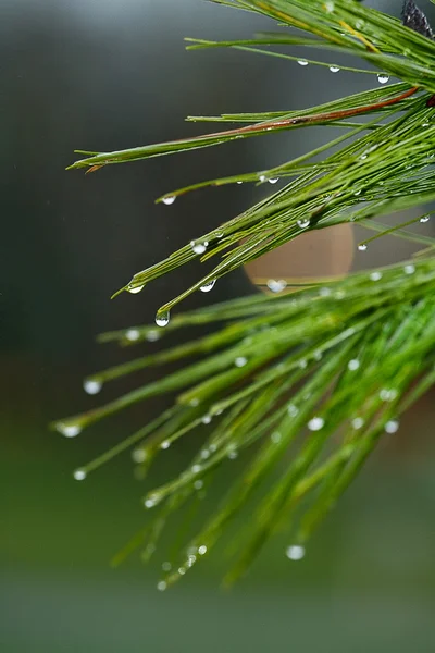 Regentropfen hängen an langen Tannennadeln — Stockfoto