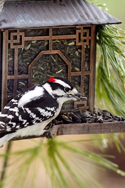 Downy Woodpecker by Pagoda Bird Feeder — Stock Photo, Image